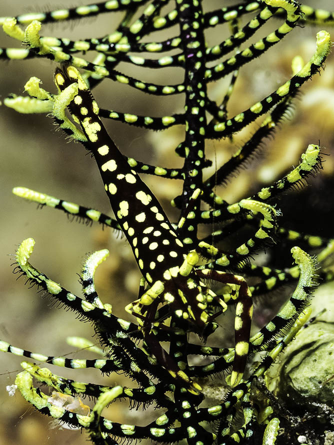 Laomenes sp. 